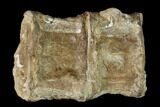 Fossil Fish (Ichthyodectes) Dorsal Vertebrae - Kansas #136485-1
